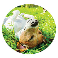 Northfield flea and tick control