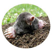 Northfield mole & grub control