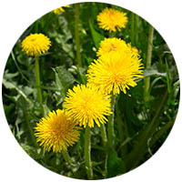 Northfield grass weed control